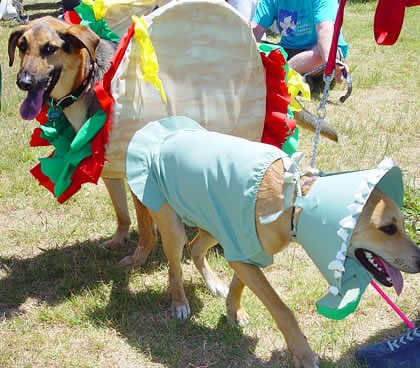 dog. taco.